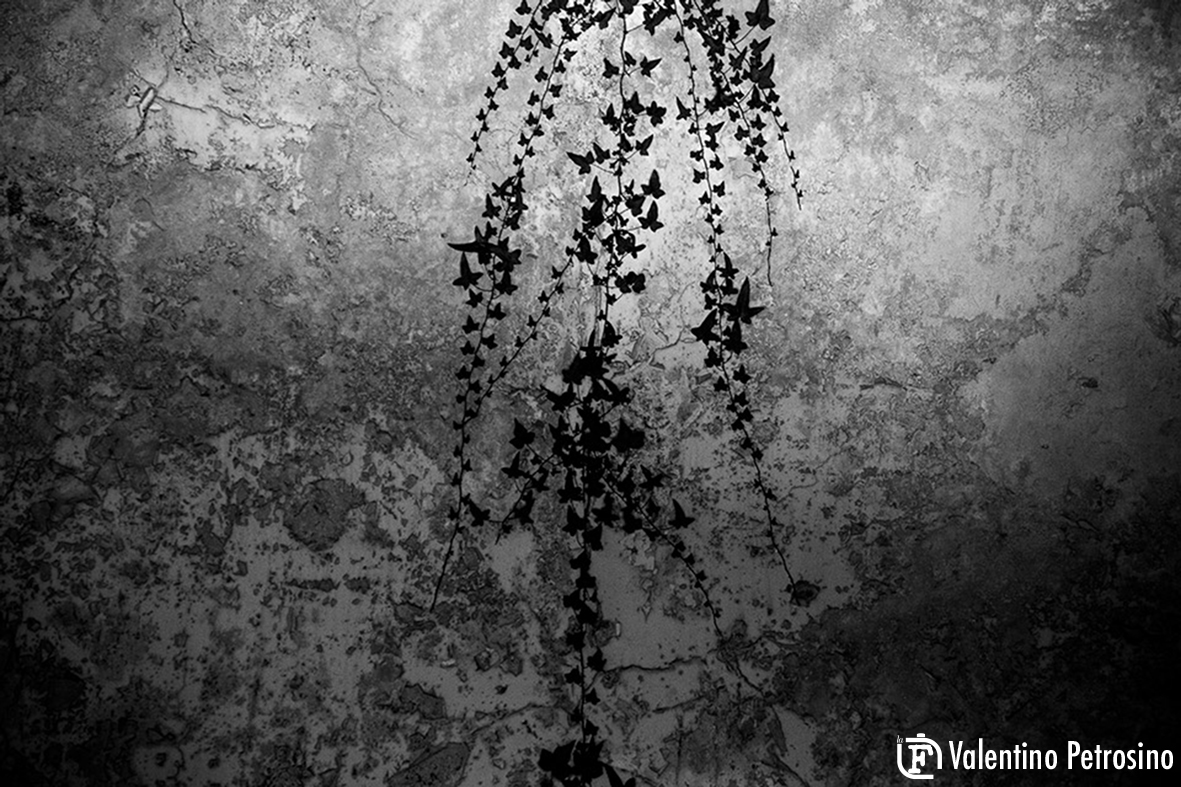 Il creato insonne
