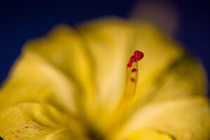 104. Fiore della notte